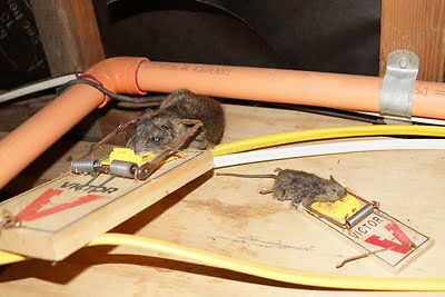 rodent trapping